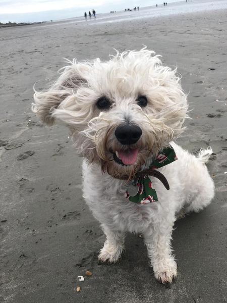 Show Us Your Pets!