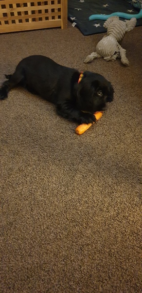 Help please - Cocker pup