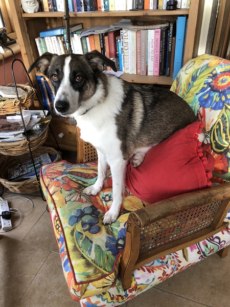 Dogs on the sofa