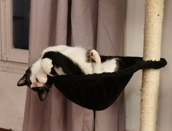 Show Us Your Pets!