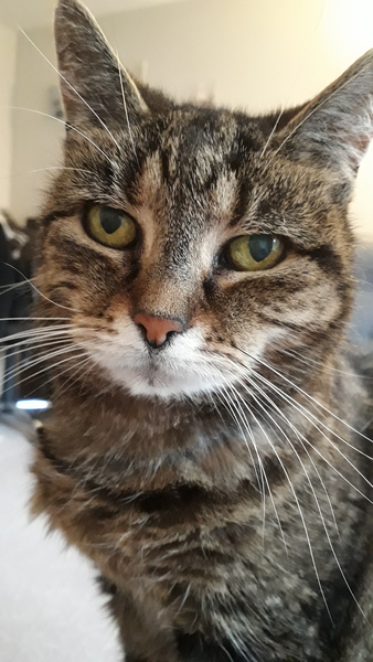 Show your cat photos