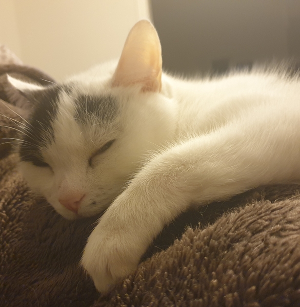 Show your cat photos