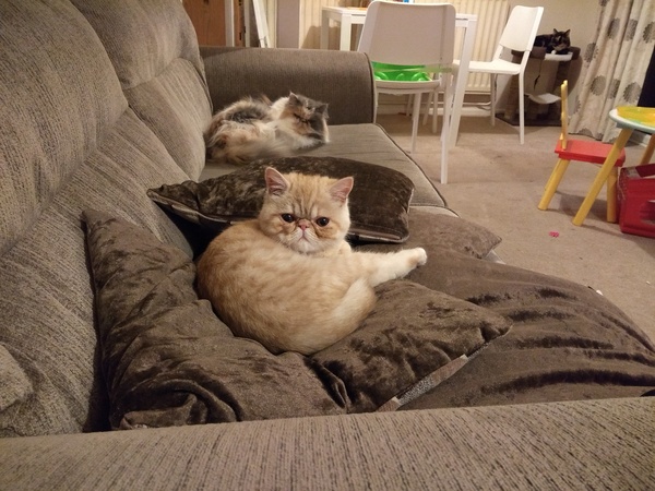 Let’s share photos of our beloved pets!!
