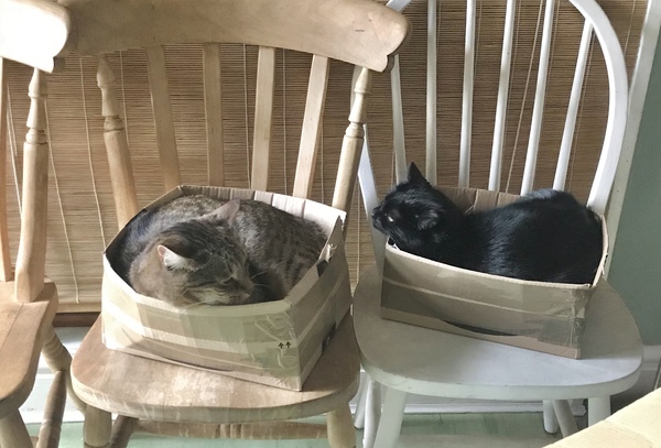 Where is your cat overnight?