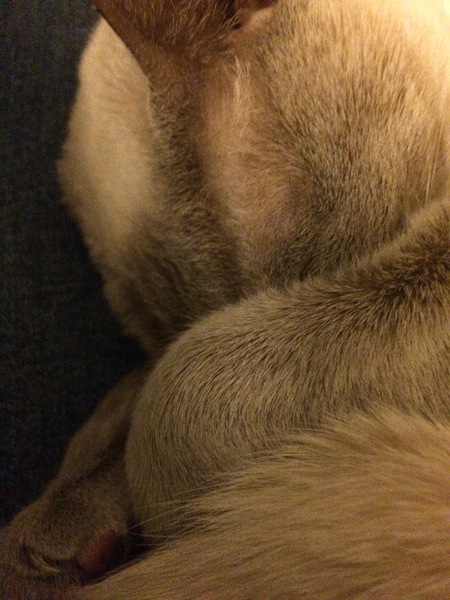 Westministenders: Crisis, which crisis ?