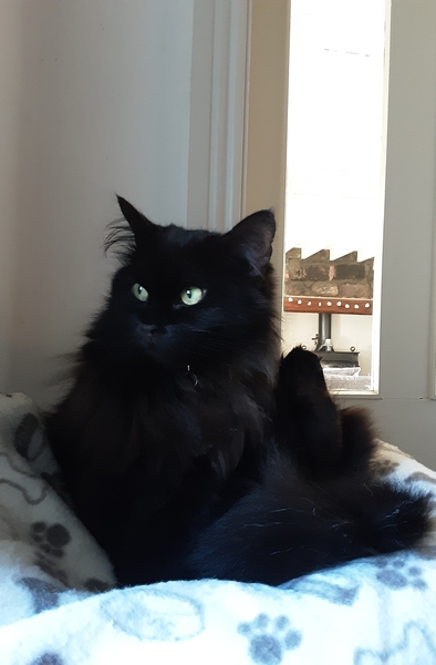 What's your DCat up to today? (Thread 7!)