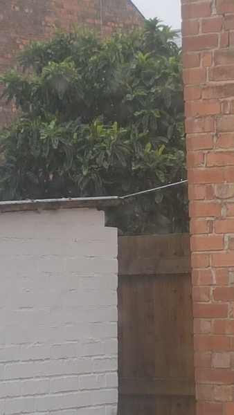 Help identify this tree