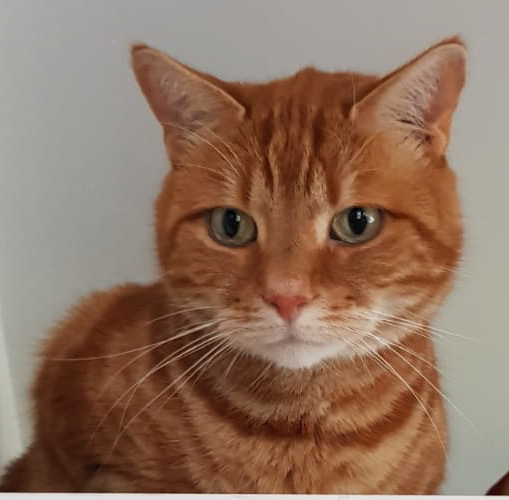 Help with re-homing my cats