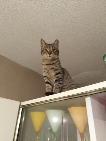 Cat causes woman to lose job and Facebook friends (not my cat!)