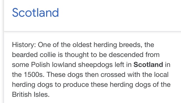 AIBU about "designer" dogs