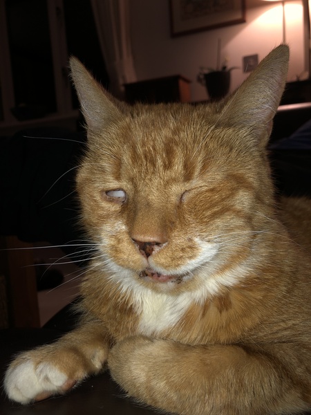 Show Us Your Pets!