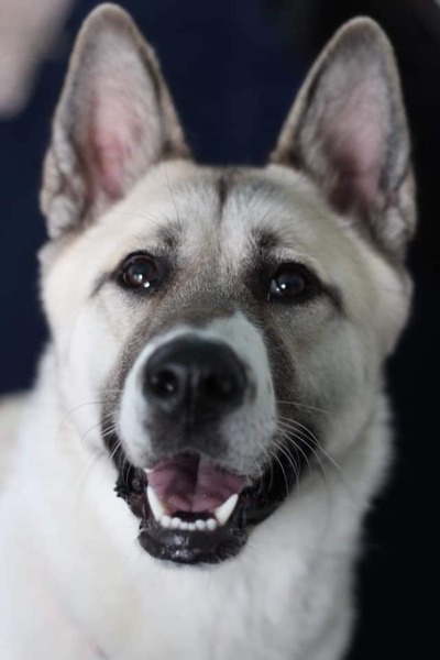 Let’s share photos of our beloved pets!!
