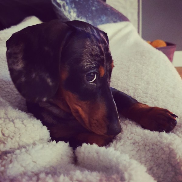 My dog hates the rain. Anyone else’s?