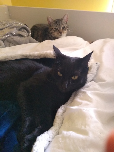 Show your cat photos