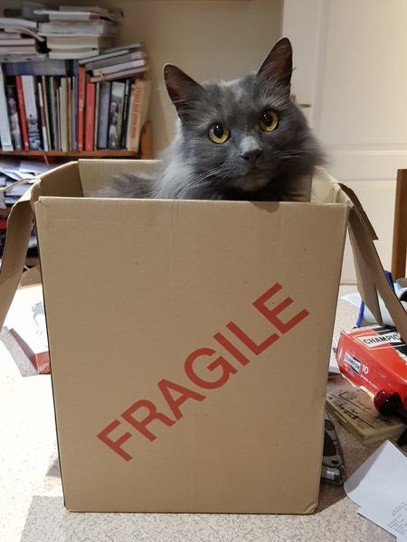 What's your DCat up to today? (Thread 7!)