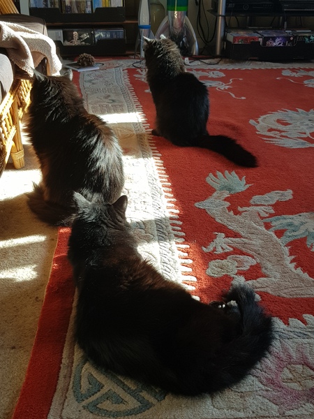 What's your DCat up to today? (Thread 7!)