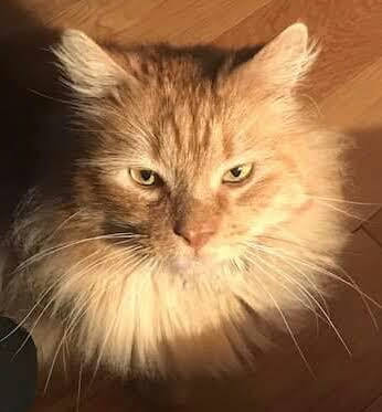 Cat chat - The Ollie and Paws show, with extra Little K drama