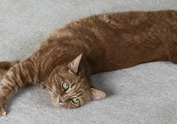 Let’s share photos of our beloved pets!!