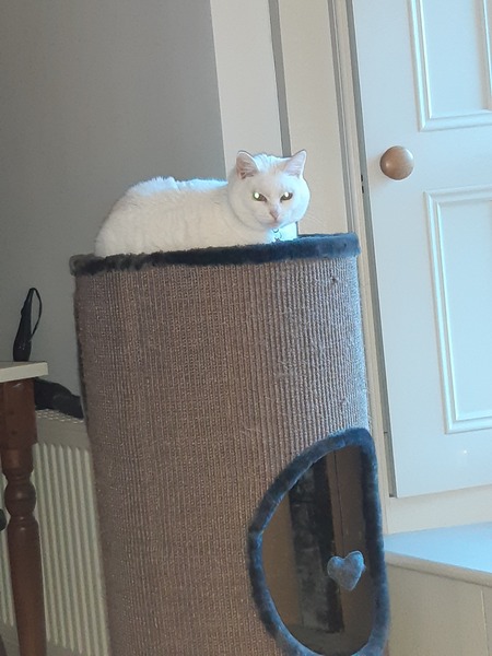 White cats - can I please see yours