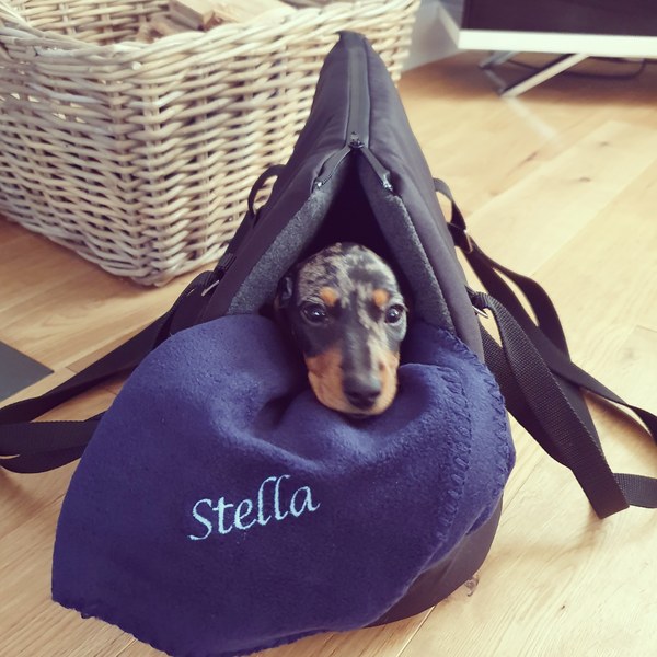 Puppy pre 2nd vaccs using puppy sling tips