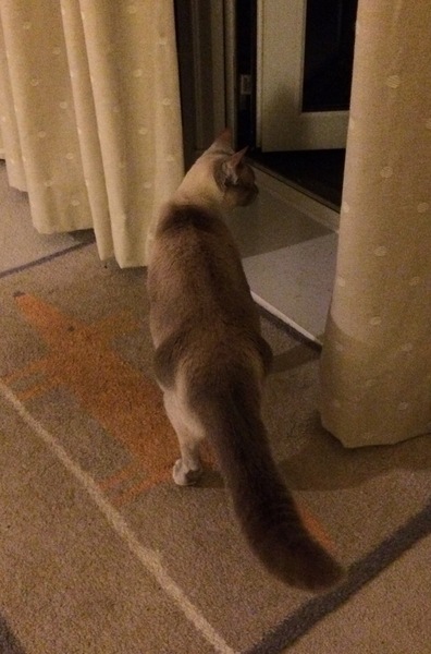 Westminstenders: The Mask is Slipping