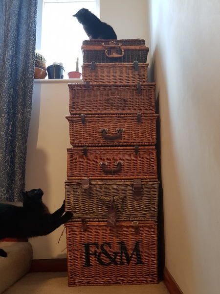 Show your cat photos