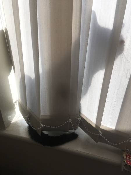 Cat chat - The Ollie and Paws show, with extra Little K drama
