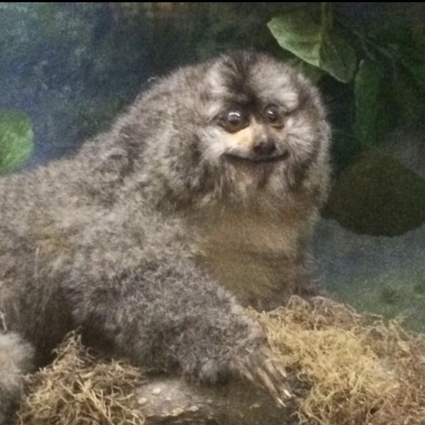 Can you please help me work out what animal I just saw