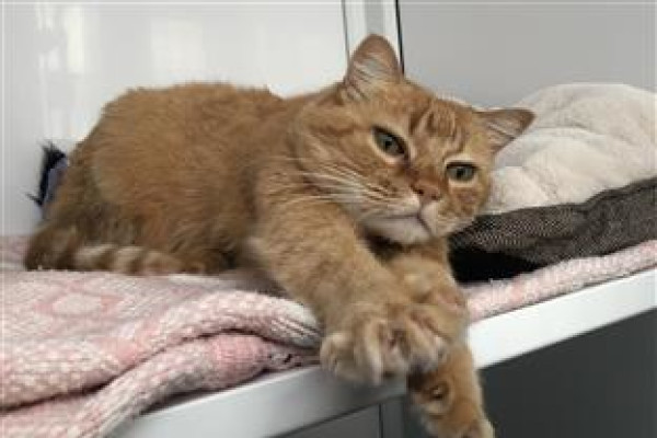 Renaming a rescue cat
