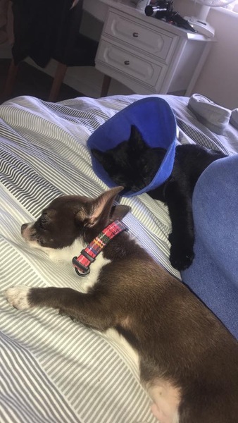 Let’s share photos of our beloved pets!!