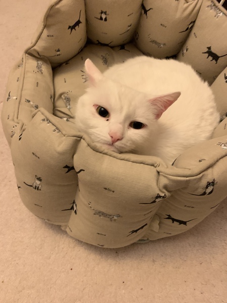 White cats - can I please see yours