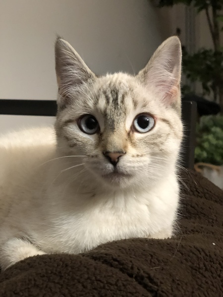 Show Us Your Pets!