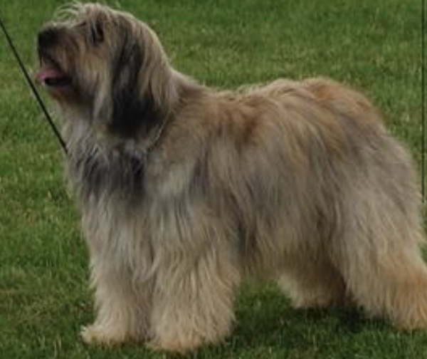 Can anyone tell me what this breed/mix is?