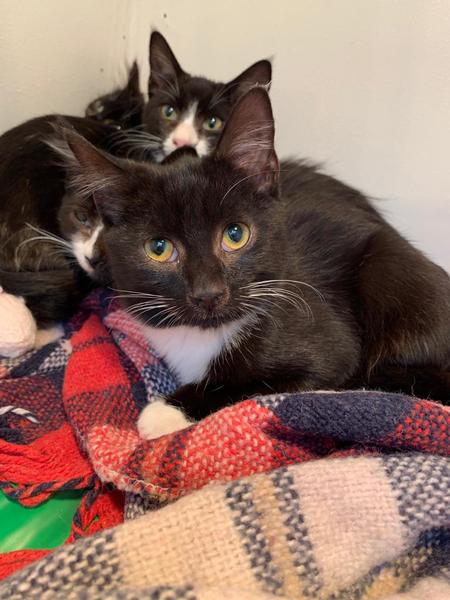 Name help for kitten?