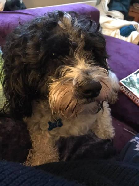 Show Us Your Pets!