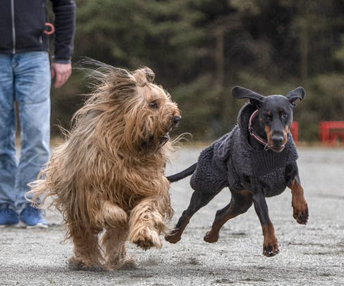 Can anyone tell me what this breed/mix is?