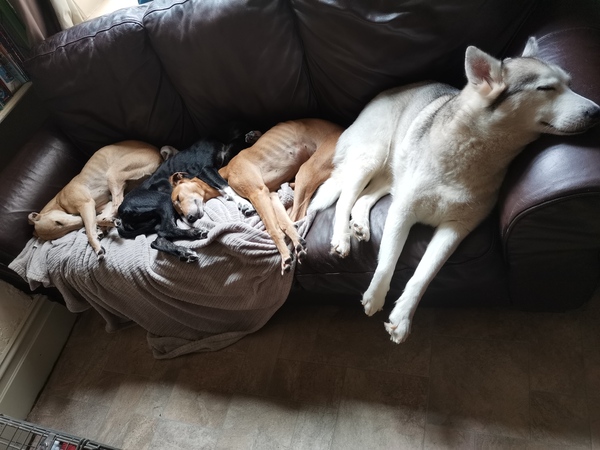 Show Us Your Pets!