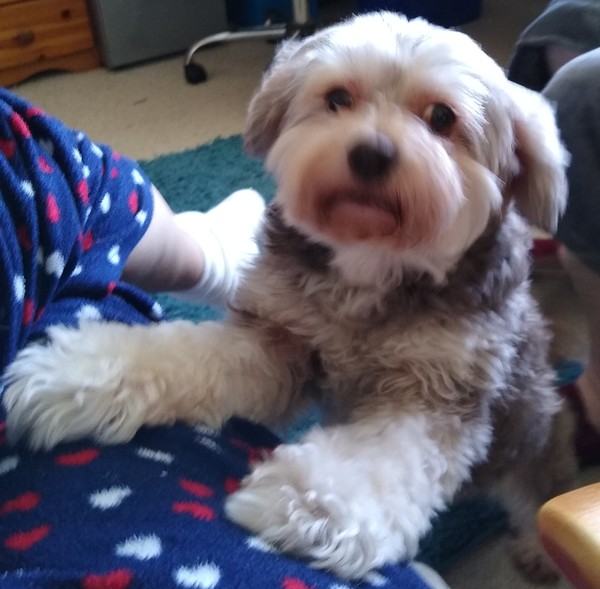 Whose dog is the cutest?