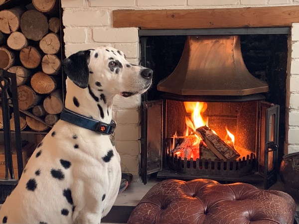 Show Us Your Pets!