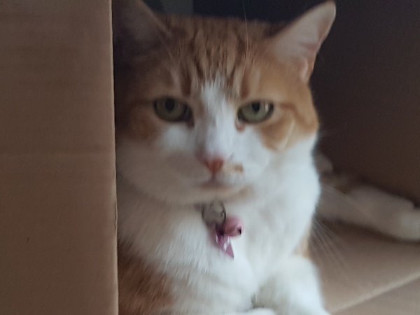 Show your cat photos