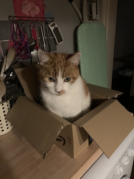 Cat chat - The Ollie and Paws show, with extra Little K drama