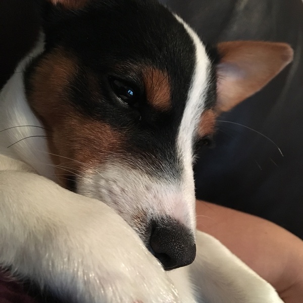 Whose dog is the cutest?