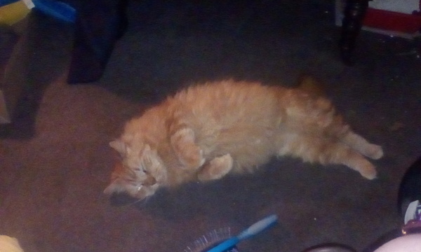 Cat chat - The Ollie and Paws show, with extra Little K drama