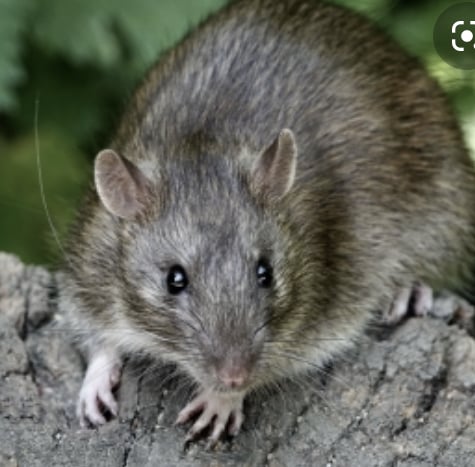 Please tell me this is not a rat