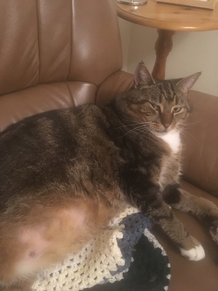 Cat chat - The Ollie and Paws show, with extra Little K drama