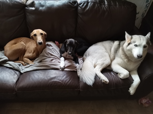 Dogs on the sofa