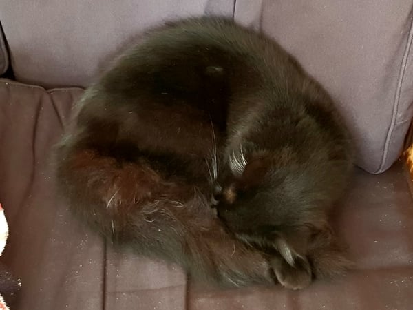 What's your DCat up to today? (Thread 7!)