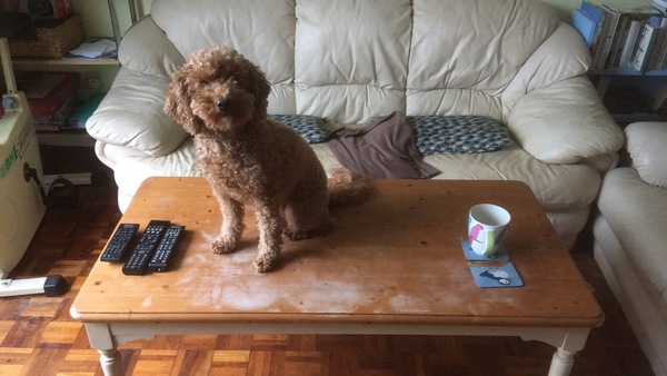 Buying a cockapoo