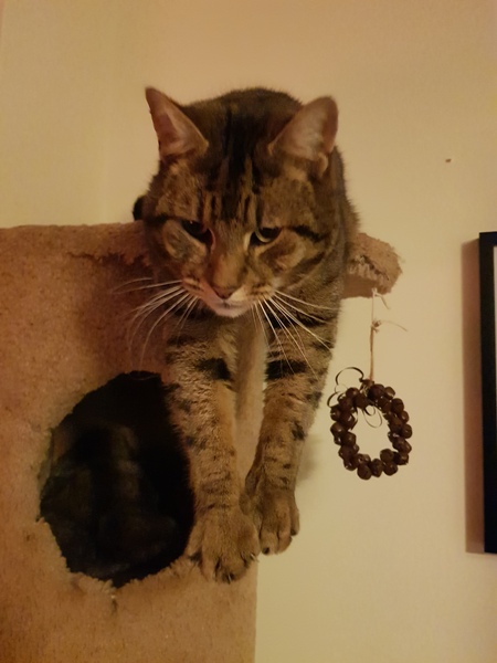 Thug Cat part 2. What, has this thing appeared again tonight?