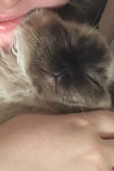 Show your cat photos